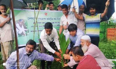 লামায় নদী ভাঙন রোধে পানি উন্নয়ন বোর্ডের বৃক্ষরোপণ কর্মসূচি