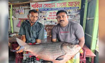 রাজবাড়ীতে পদ্মার কাতল প্রায় ৫০ হাজার টাকায় বিক্রি