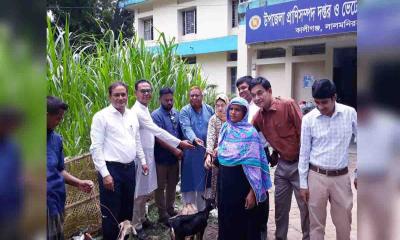 কালীগঞ্জে প্রাণিসম্পদ অফিসের উদ্যোগে ছাগল ও ভেড়া বিতরণ