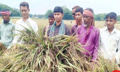 গৌরীপুরে ক্যান্সার প্রতিরোধক ব্ল্যাক রাইস উৎপাদন