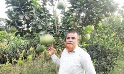 নার্সারি করে সফল কৃষক আব্দুল গফুর