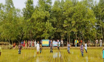 ফসল রক্ষায় যে কারণে জনপ্রিয় ‘পার্চিং পদ্ধতি’