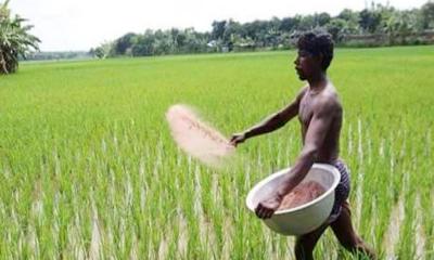 রাসায়নিক সারের দাম কেজিতে বাড়লো ৫ টাকা