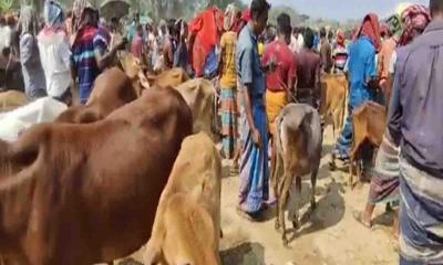 মাগুরায় গরুহাটে ক্রেতাকে মারপিট করে ১ লাখ টাকা ছিনতাই