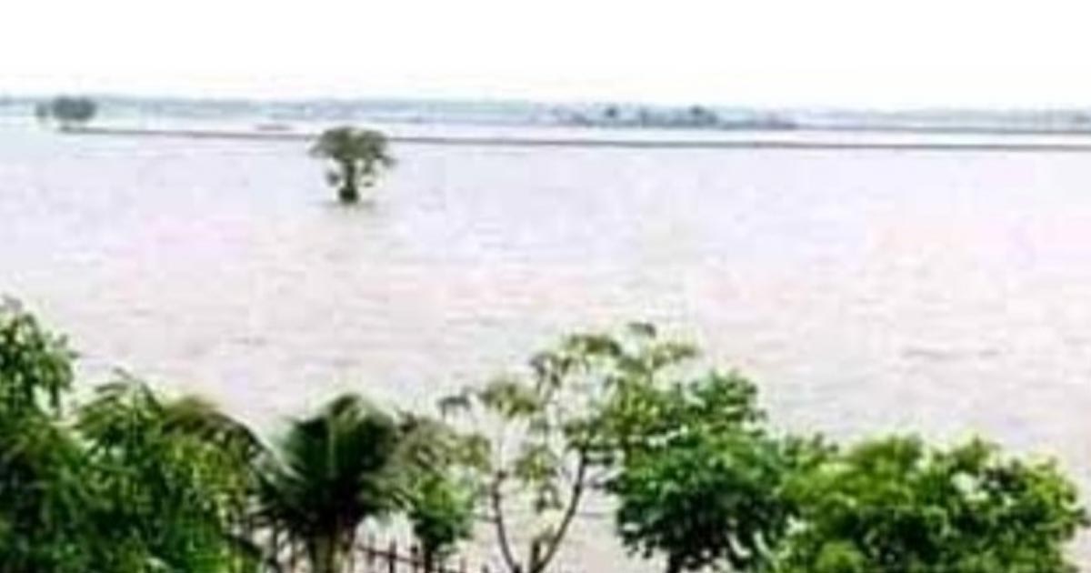 অতিবর্ষণে ১০ হাজার বিঘা আমন চাষ হুমকির সম্মুখীন
