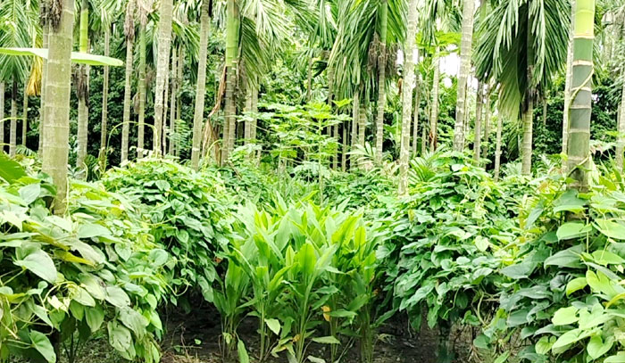 সুপারির বাগানে গাছ আলুর বাণিজ্যিক চাষ