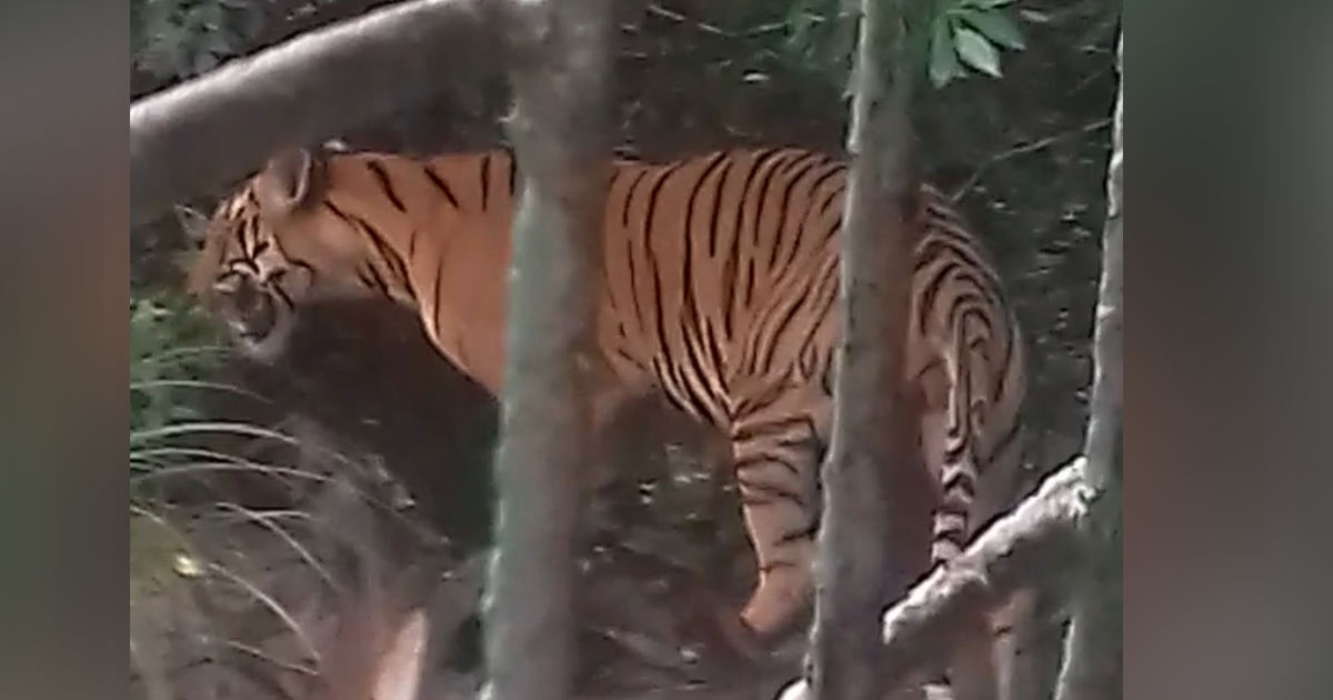 বনের অফিসে বাঘ