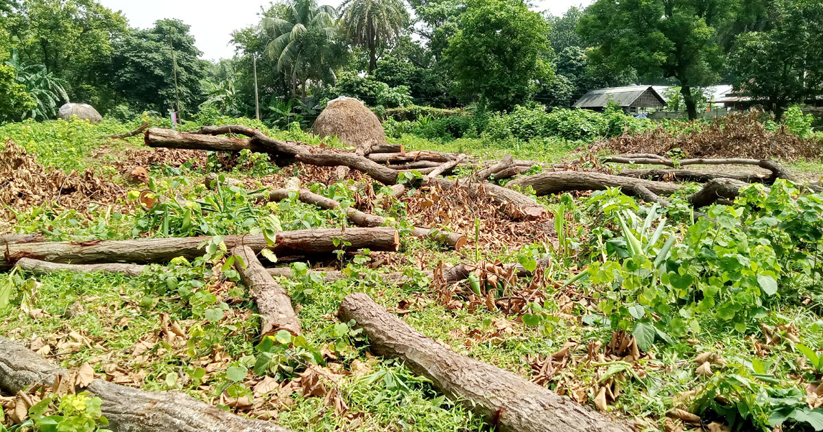 কালিয়াকৈরে শাল-গজারি বন উজাড়