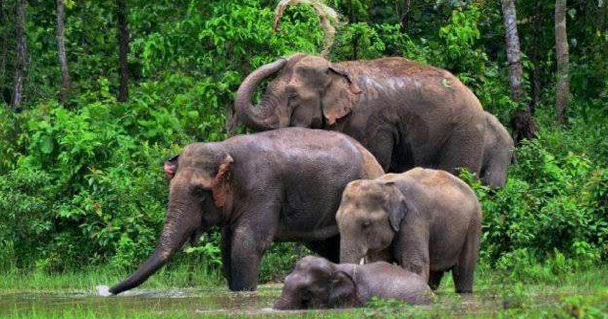 রাজস্থলীতে বন্য হাতির উৎপাত, আতঙ্কে নির্ঘুম গ্রামবাসী
