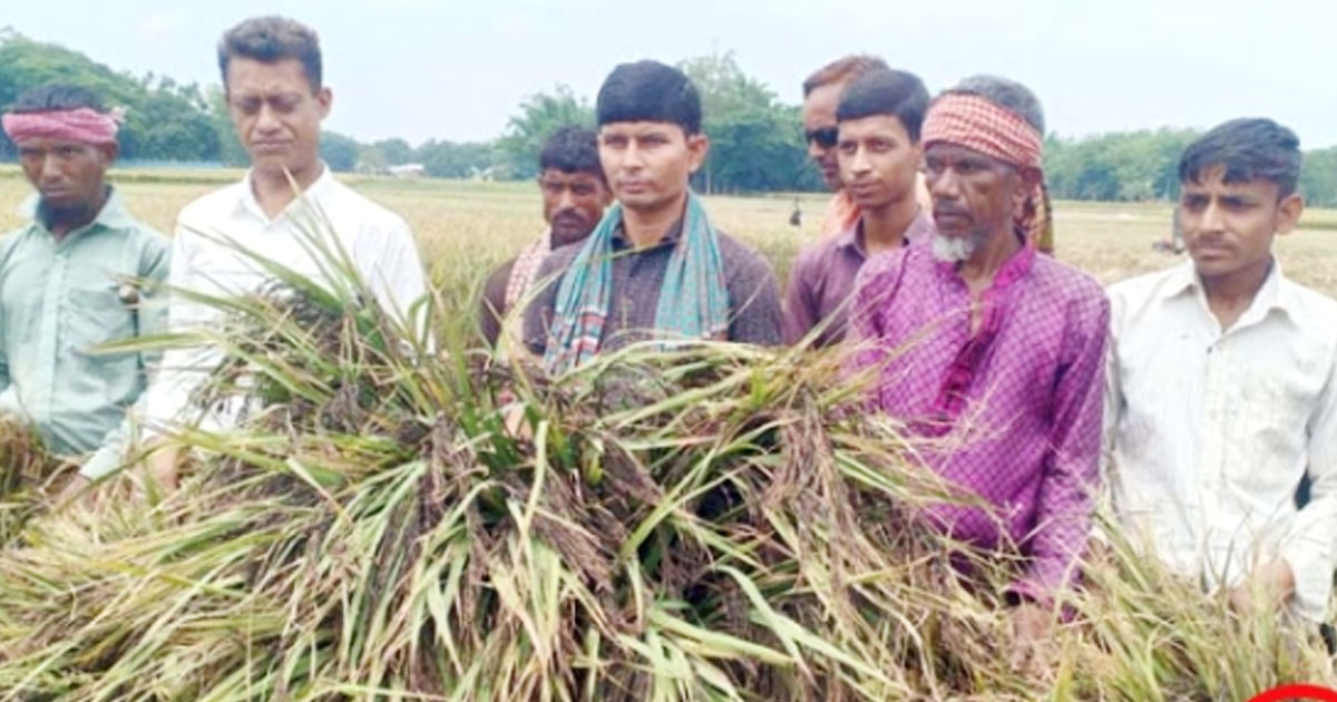 গৌরীপুরে ক্যান্সার প্রতিরোধক ব্ল্যাক রাইস উৎপাদন