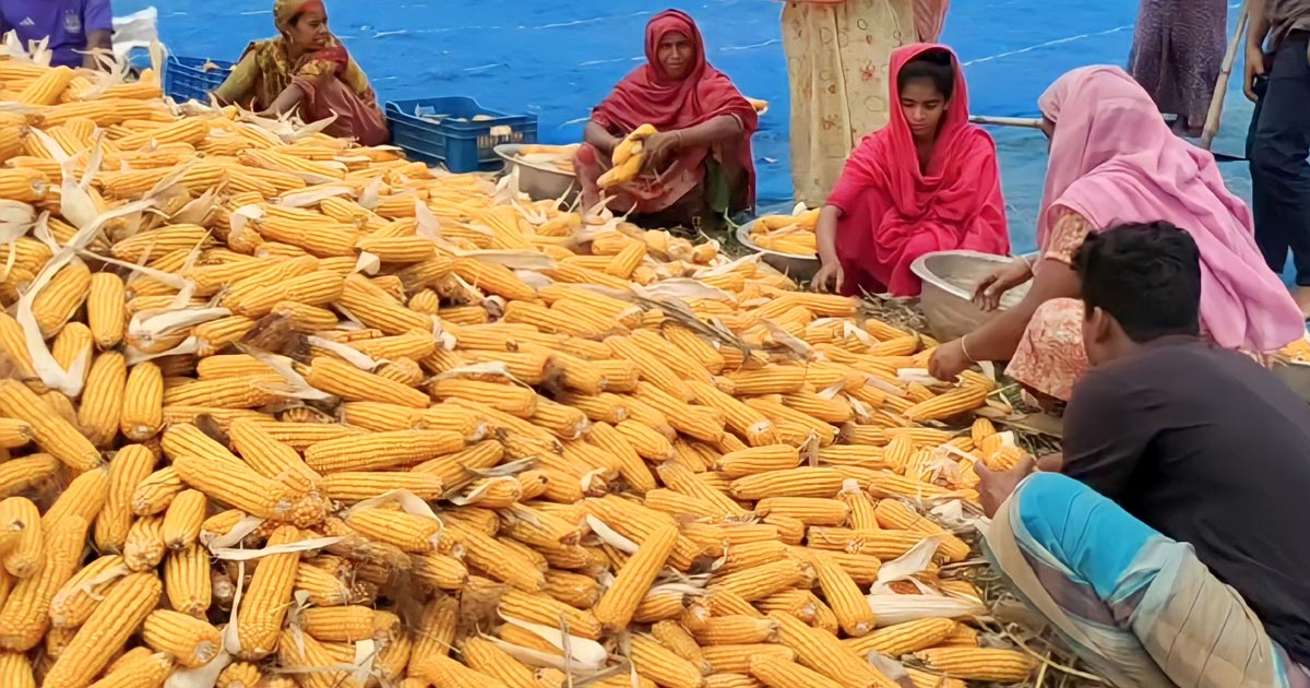 ভুট্টার ফলন ভালো, দামে হতাশা