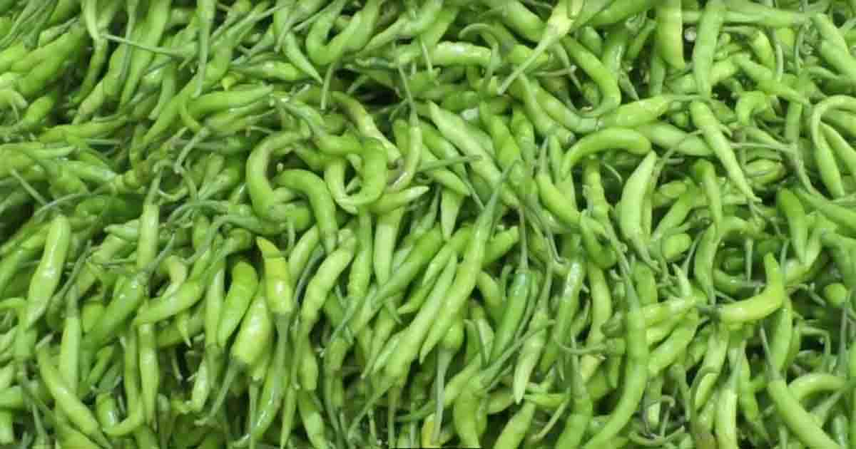 হিলিতে কাঁচা মরিচের ডাবল সেঞ্চুরি
