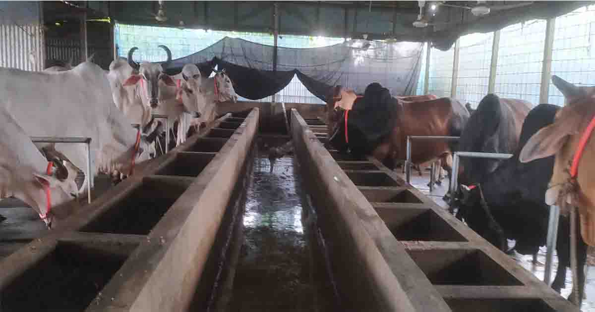 ঈদকে সামনে রেখে ভৈরবে গরু মোটাতাজা করনে ব্যস্ত খামারিরা