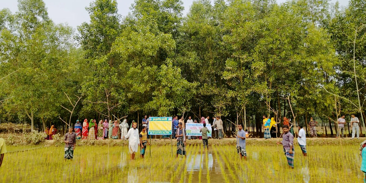 ফসল রক্ষায় যে কারণে জনপ্রিয় ‘পার্চিং পদ্ধতি’
