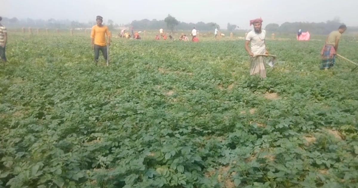 আগাম আলুর ফলন-দামে খুশি চাষিরা