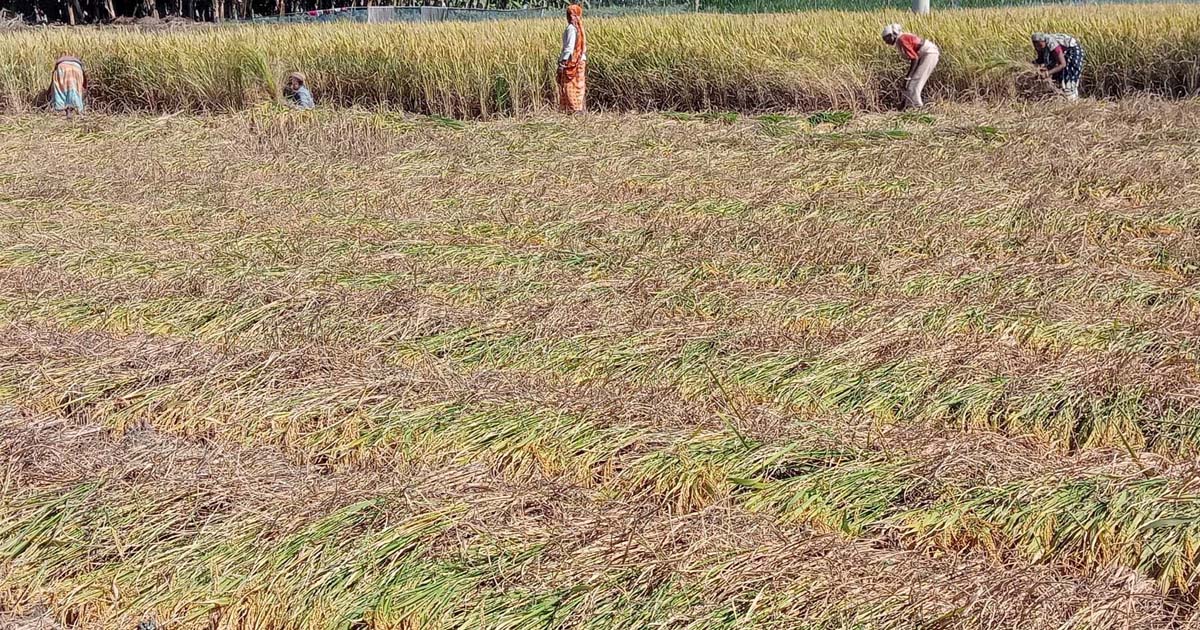 মিঠাপুকুরে বেড়েছে আমন উৎপাদন, দাম নিয়ে শঙ্কা