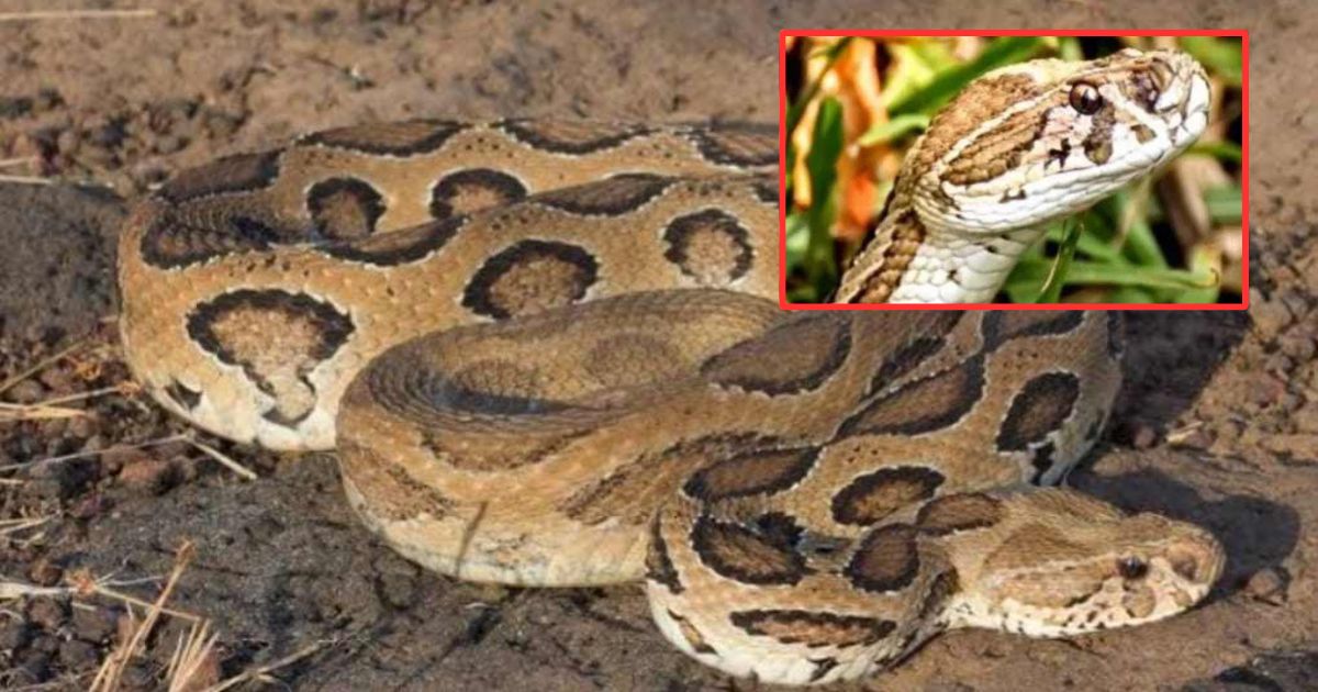 রাসেল ভাইপার নিয়ে আতঙ্ক নয়, সচেতনতা বাড়াতে হবে