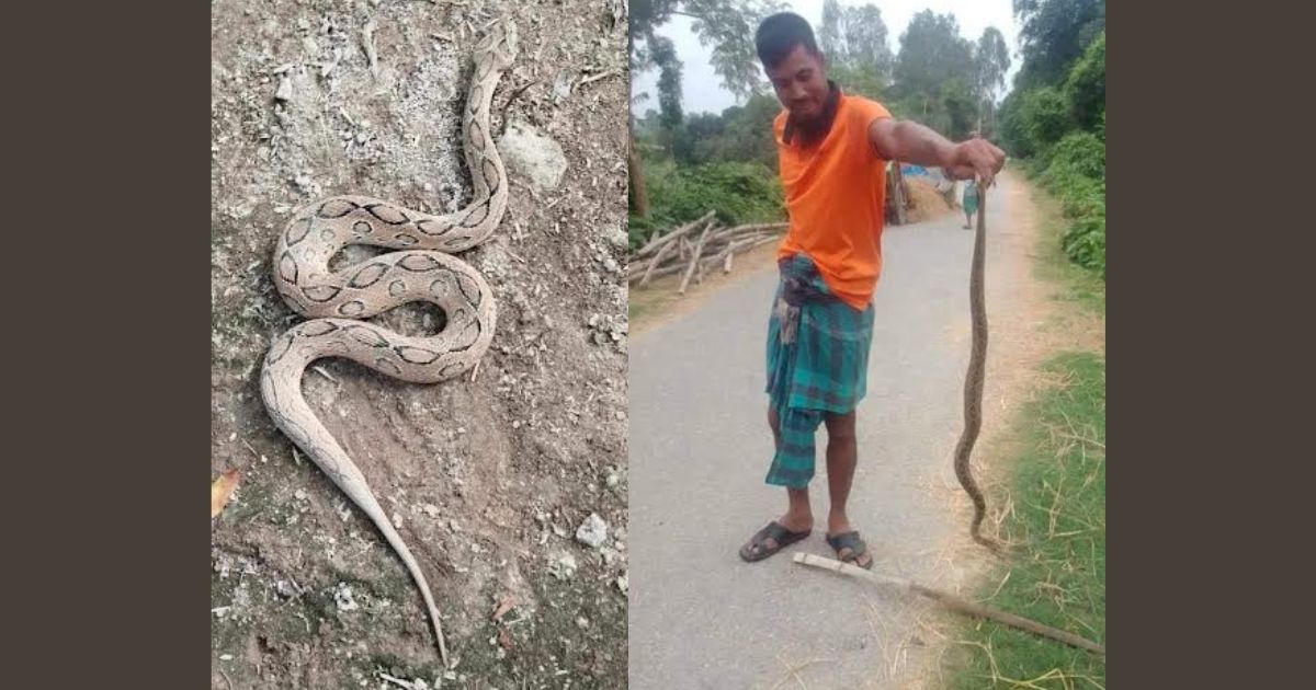 নওগাঁয় দুটি রাসেল’স ভাইপার পিটিয়ে মারল স্থানীয়রা