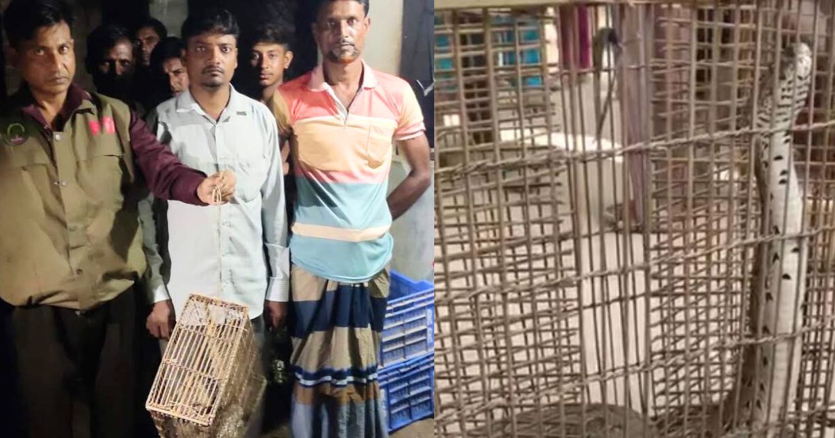 মহেশপুর সীমান্তে রাসেলস ভাইপার উদ্ধার