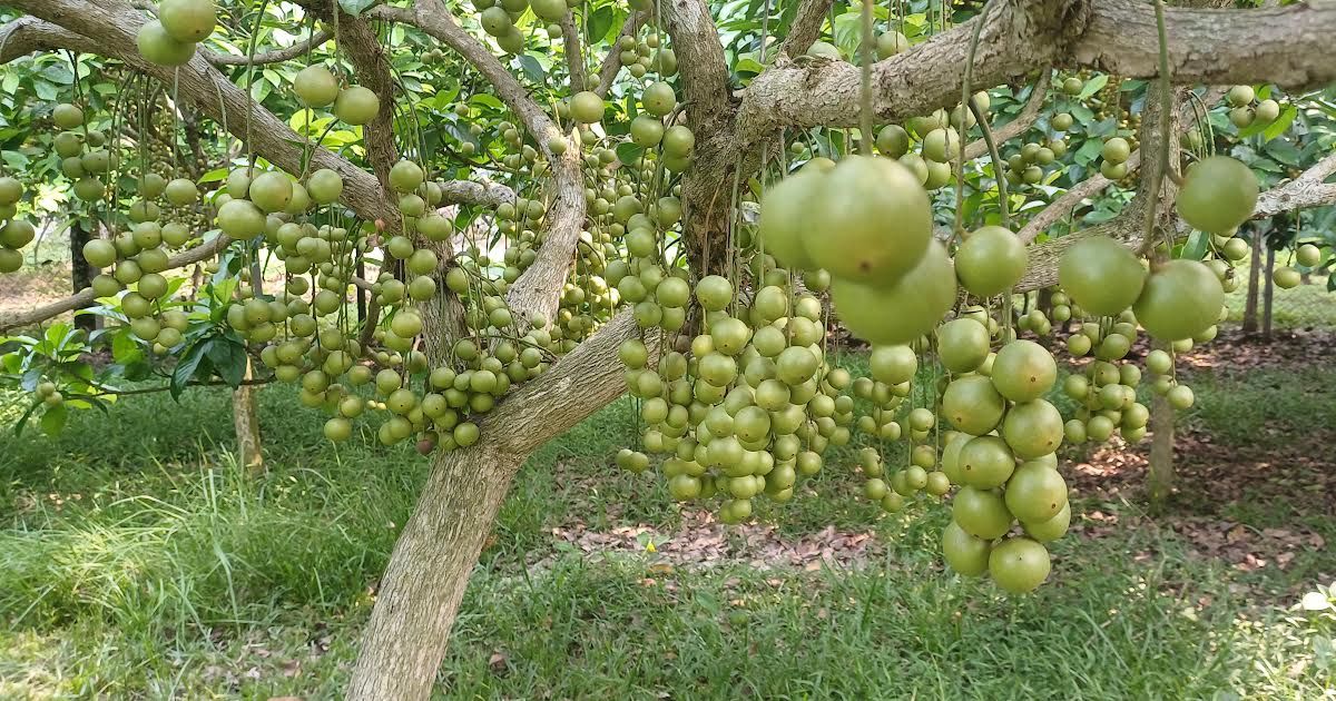 শ্রীপুরে রসালো লটকনের বাম্পার ফলন!