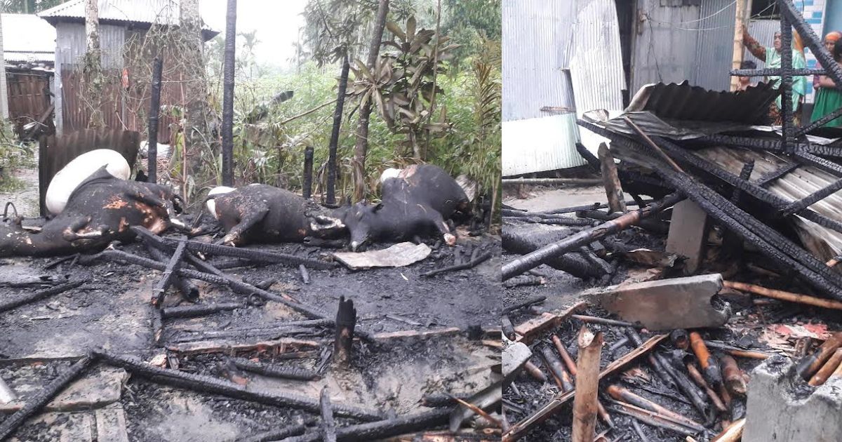 কালীগঞ্জে গোয়াল ঘরে ভয়াবহ আগুন, পুড়ে ছাই ৩ গরু!