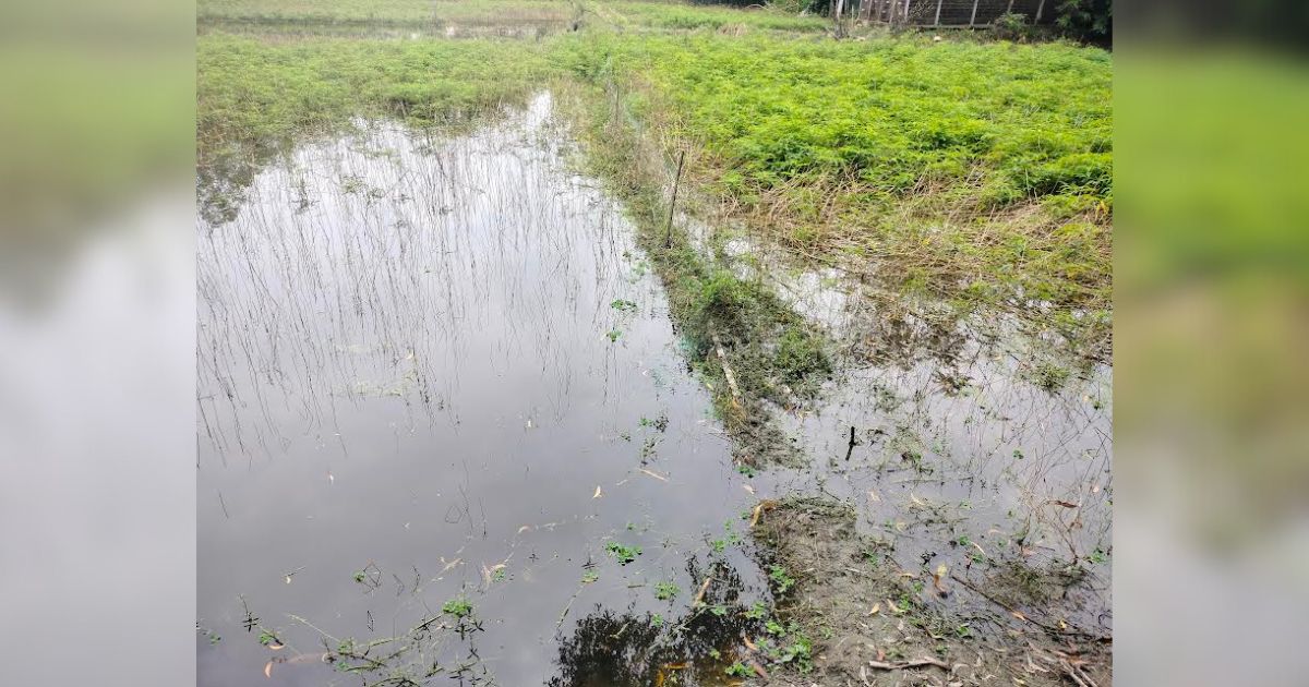 ভূঞাপুরে বন্যায় কৃষকের লোকসান  ৫ কোটি ১৮ লাখ টাকা