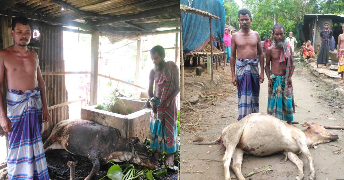 ইসলামপুরে গোয়াল ঘরে আগুন, কৃষকের দুইটি গরু পুড়ে ছাই
