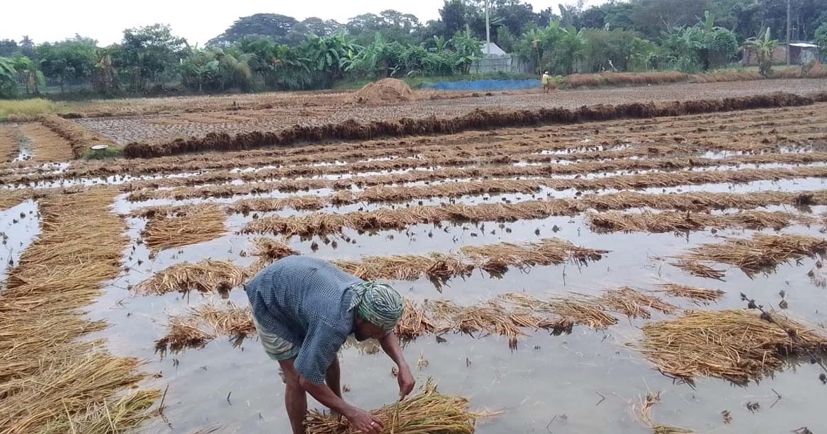 ঘূর্ণিঝড় মিগজাউম: বৃষ্টিতে আমনের ব্যাপক ক্ষতির শঙ্কা