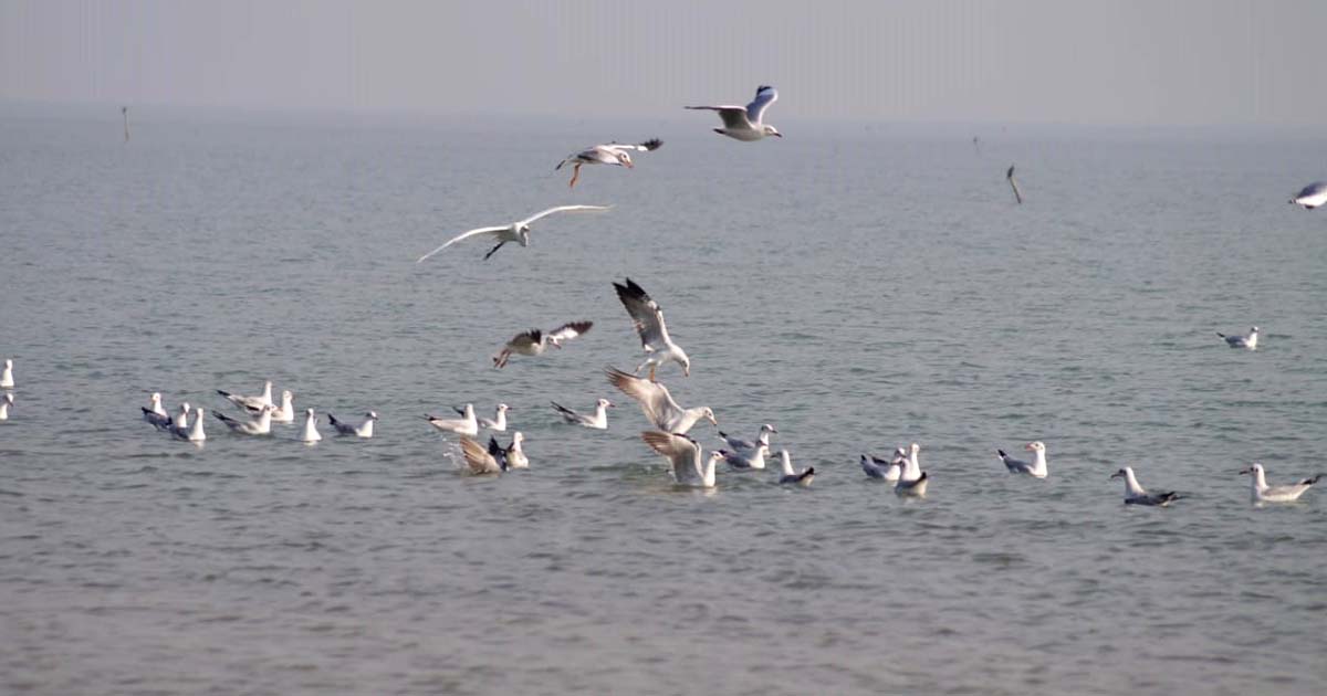 অতিথি পাখিতে মুখর রাঙ্গাবালীর চরাঞ্চল