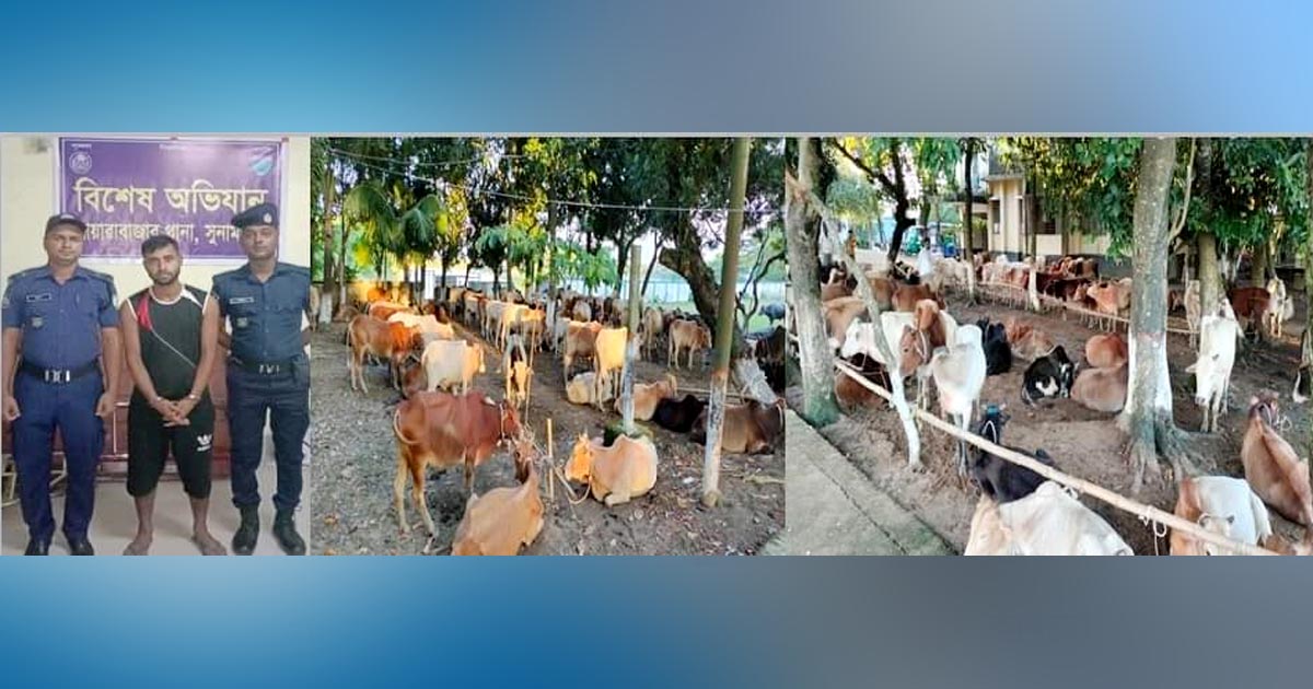 দোয়ারাবাজারে ৭১ ভারতীয় গরুসহ চোরাকারবারি আটক