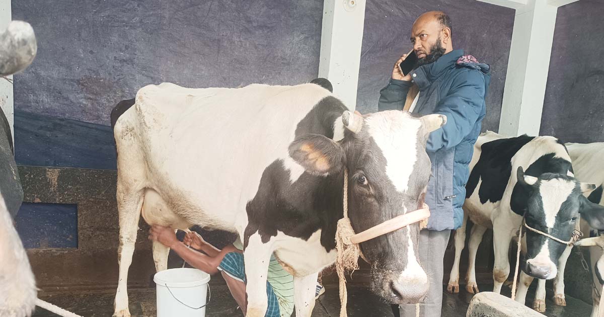 উচ্চশিক্ষিত হয়েও সফল গরুর খামারি ফিরোজ