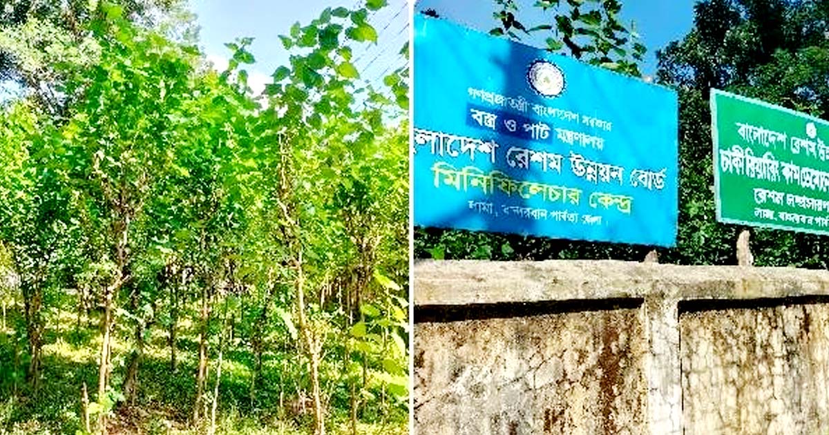 লামায় রেশম চাষে স্বাবলম্বী শত শত পরিবার