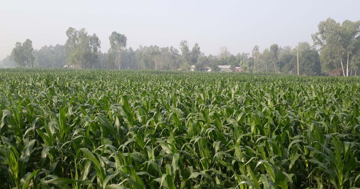 পোকার আক্রমণে দুশ্চিন্তায় ভুট্টা চাষিরা