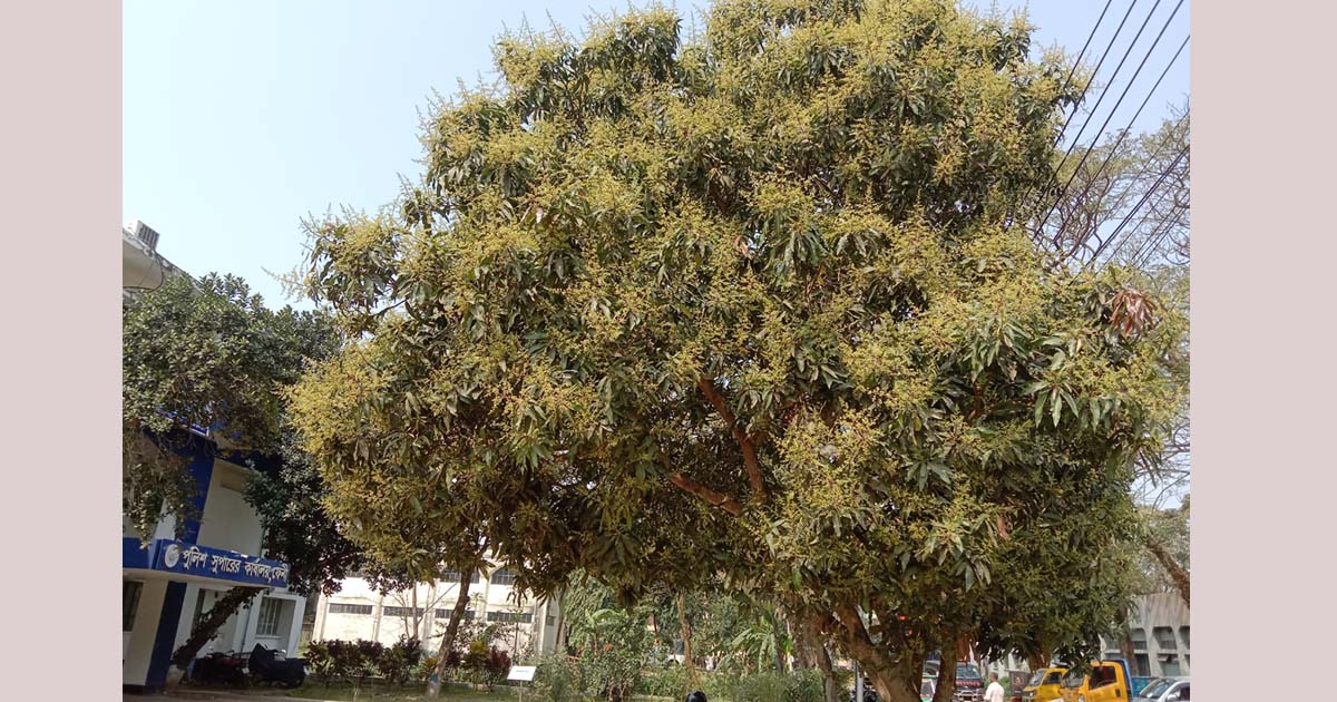 ফেনীতে আমের মুকুলের মৌ মৌ ঘ্রাণ