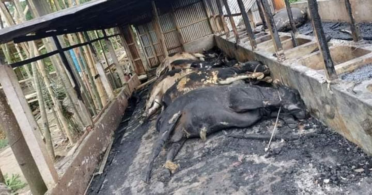 মাদারীপুরে খামারে আগুন, কোরবানির গরুসহ ২ হাজার মুরগি পুড়ে ছাই
