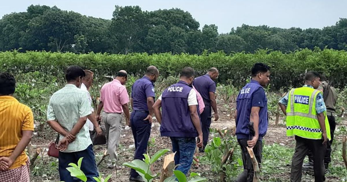 মাগুরায় কৃষকের ২ শতাধিক পেয়ারা গাছ কেটে দিল দুর্বৃত্তরা