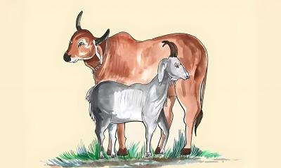 কোরবানির পশু কেমন হওয়া উচিৎ