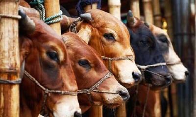 কেজি দরে বিক্রি হচ্ছে কোরবানির পশু, দাম ৪৫০!