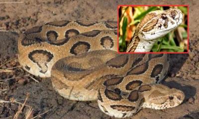 রাসেল ভাইপার নিয়ে আতঙ্ক নয়, সচেতনতা বাড়াতে হবে