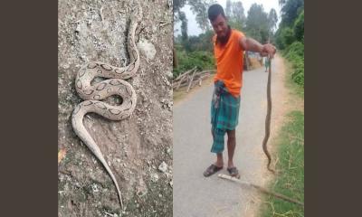 নওগাঁয় দুটি রাসেল’স ভাইপার পিটিয়ে মারল স্থানীয়রা