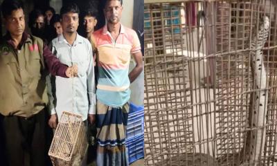 মহেশপুর সীমান্তে রাসেলস ভাইপার উদ্ধার