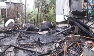 কালীগঞ্জে গোয়াল ঘরে ভয়াবহ আগুন, পুড়ে ছাই ৩ গরু!
