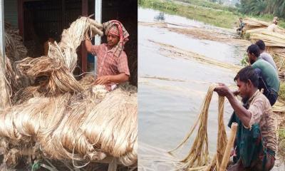 চৌগাছায় পাটের ফলন-দাম কম হওয়ায় বিপাকে কৃষকরা