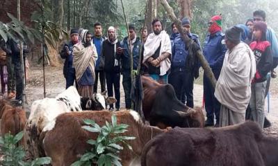 দুমকিতে ট্রাকসহ ৬ চোরাই গরু উদ্ধার