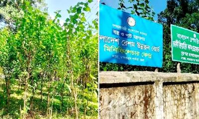 লামায় রেশম চাষে স্বাবলম্বী শত শত পরিবার