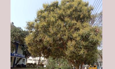 ফেনীতে আমের মুকুলের মৌ মৌ ঘ্রাণ