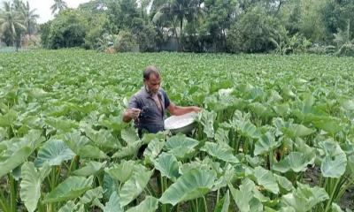 কচুর লতি চাষে সফলতার মুখ দেখছেন ত্রিশালের কৃষকরা