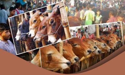 রাজধানীর ২০ হাটে কোরবানির পশু বেচাকেনা শুরু