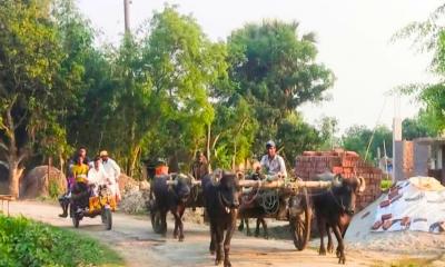আধুনিকতার ছোঁয়ায় বিলুপ্তির পথে গরু-মহিষের গাড়ি