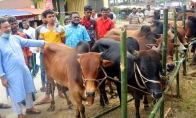 আফতাবনগরে বসছে না গরুর হাট: হাইকোর্ট